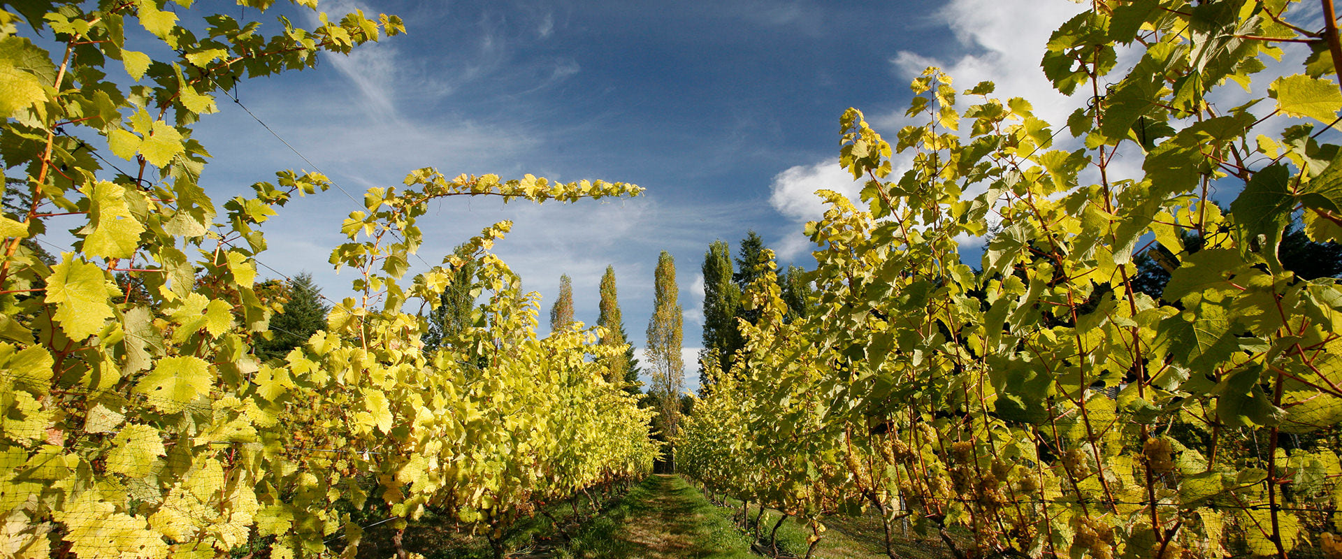 Exploring the Finest Wineries Near Victoria BC