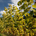 Exploring the Finest Wineries Near Victoria BC