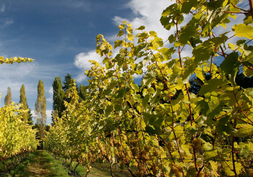 Exploring the Finest Wineries Near Victoria BC